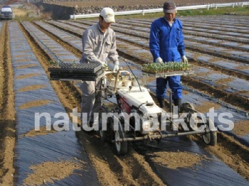 biodegradable mulching film